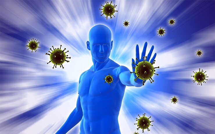 иммунная система организма