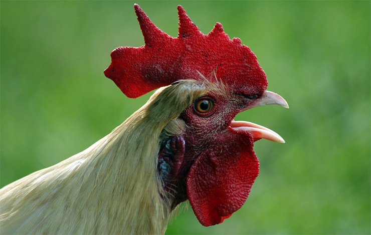 кричит петух