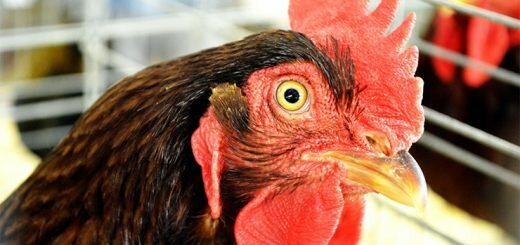 куры глупые