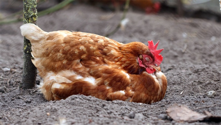 курица спит