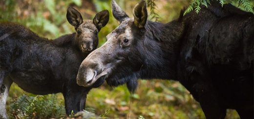 лосиха с лосенком