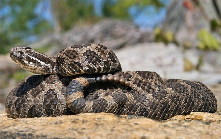 Цепочный карликовый гремучник