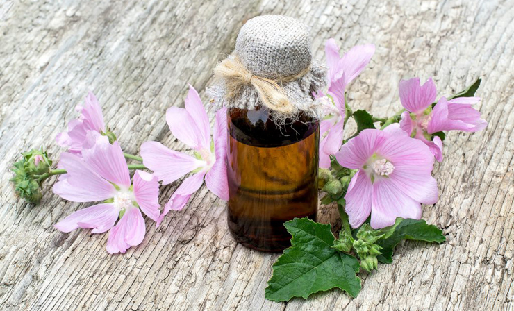настойка из мальвы