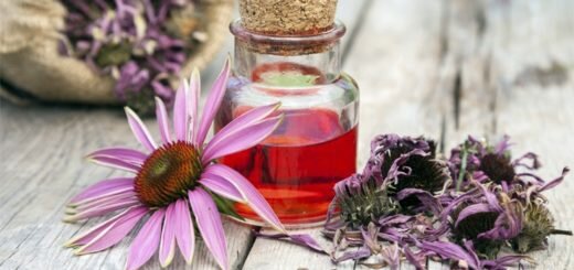 отвар эхинацеи