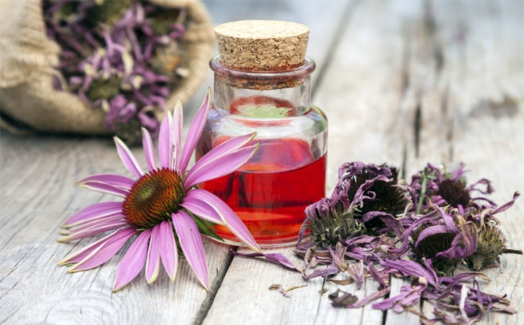 отвар эхинацеи