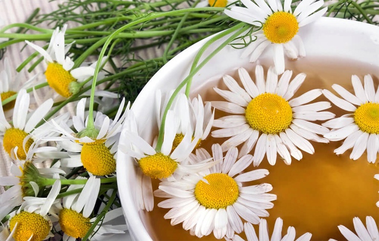 отвар ромашки