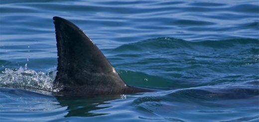 плавник акулы из воды