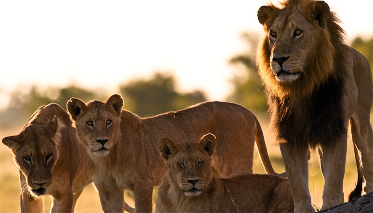 прайд львов