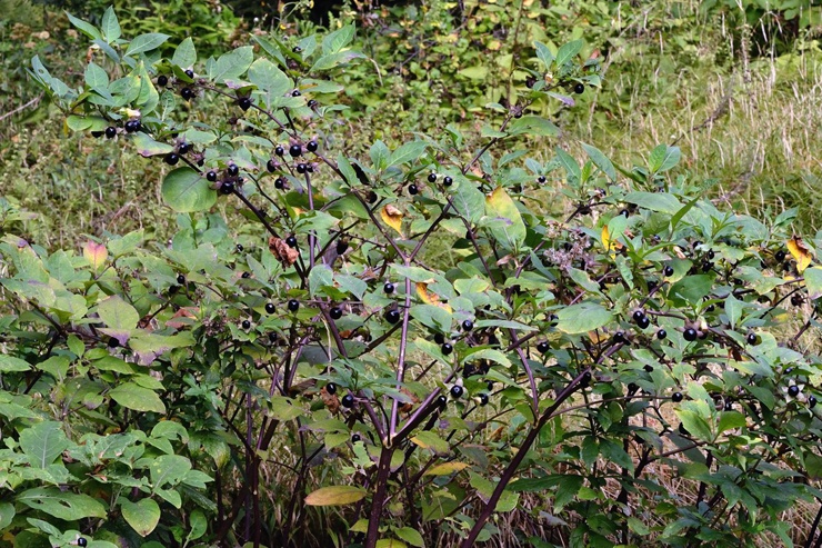 растение Белладонна