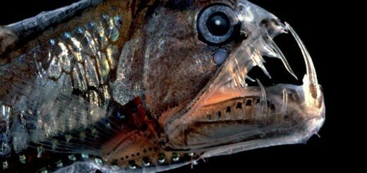 рыба Хаулиод