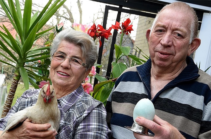 самое большое куриное яйцо