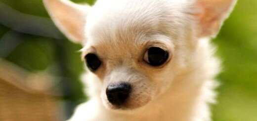 собака чихуахуа