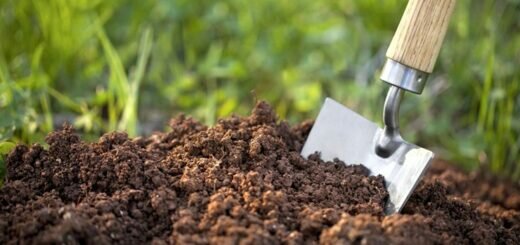 здоровье почвы