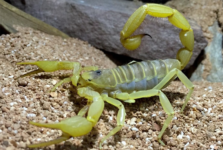 Жёлтый скорпион