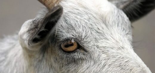 зрачок козы